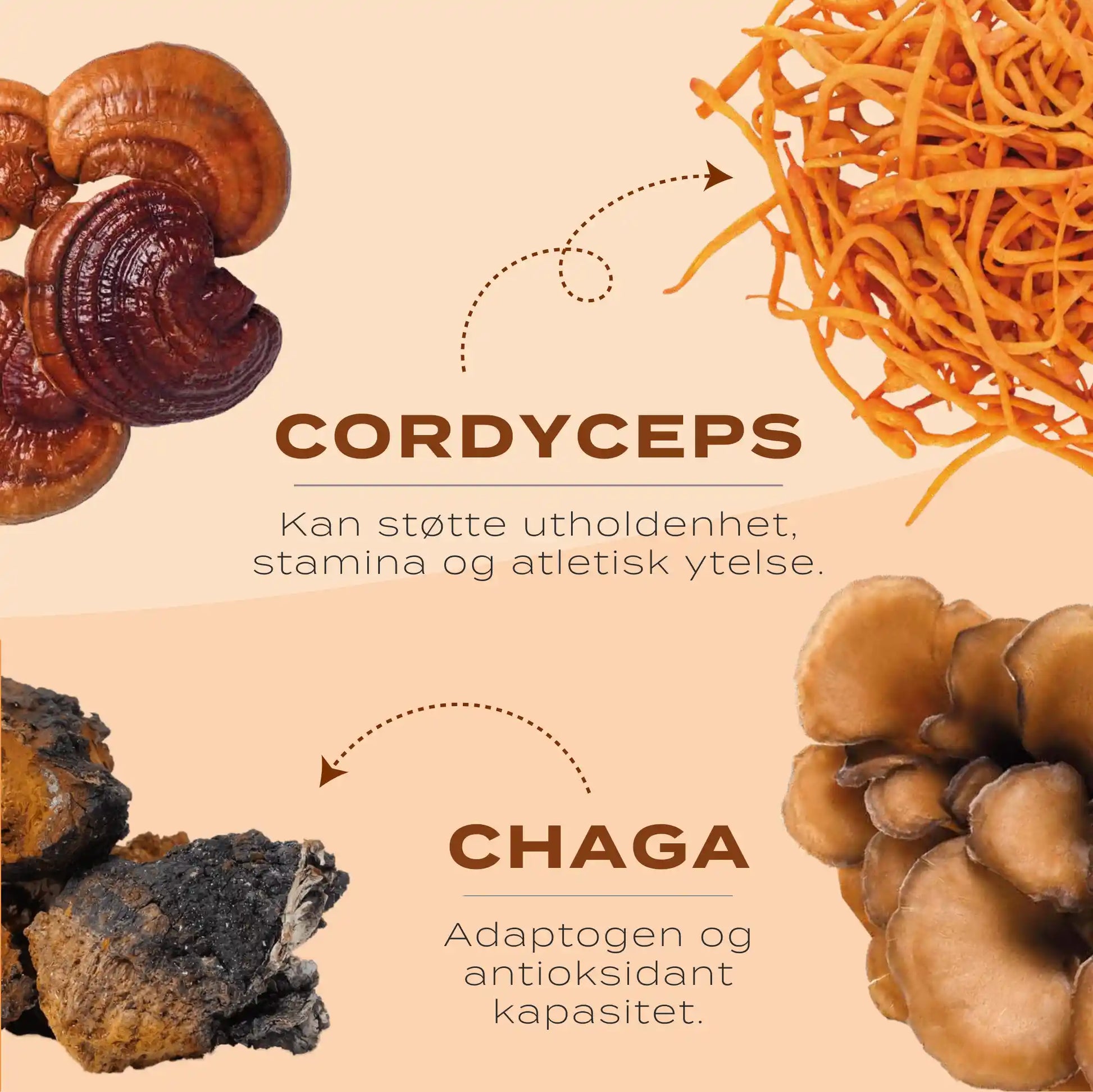 cordyceps & chaga