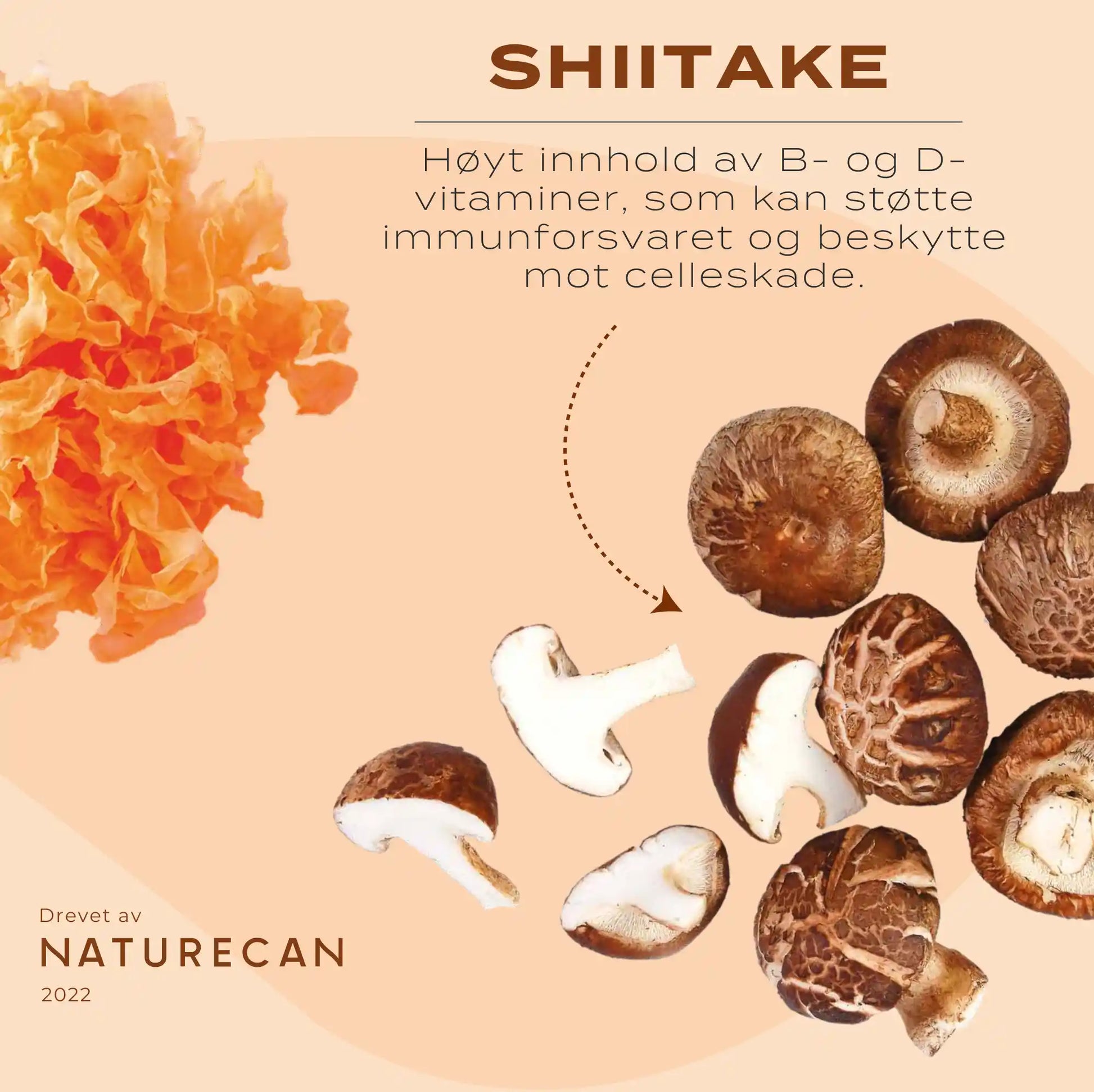 shiitake